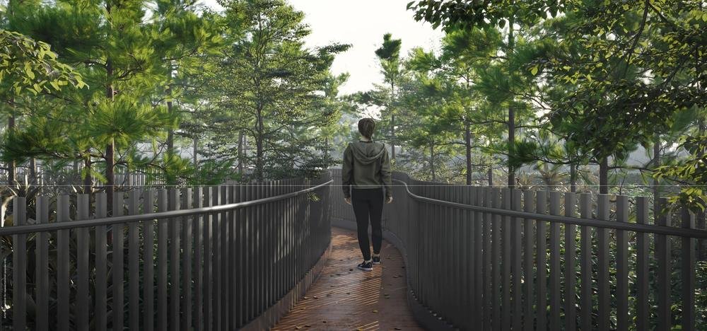 Elevated forest walkway
